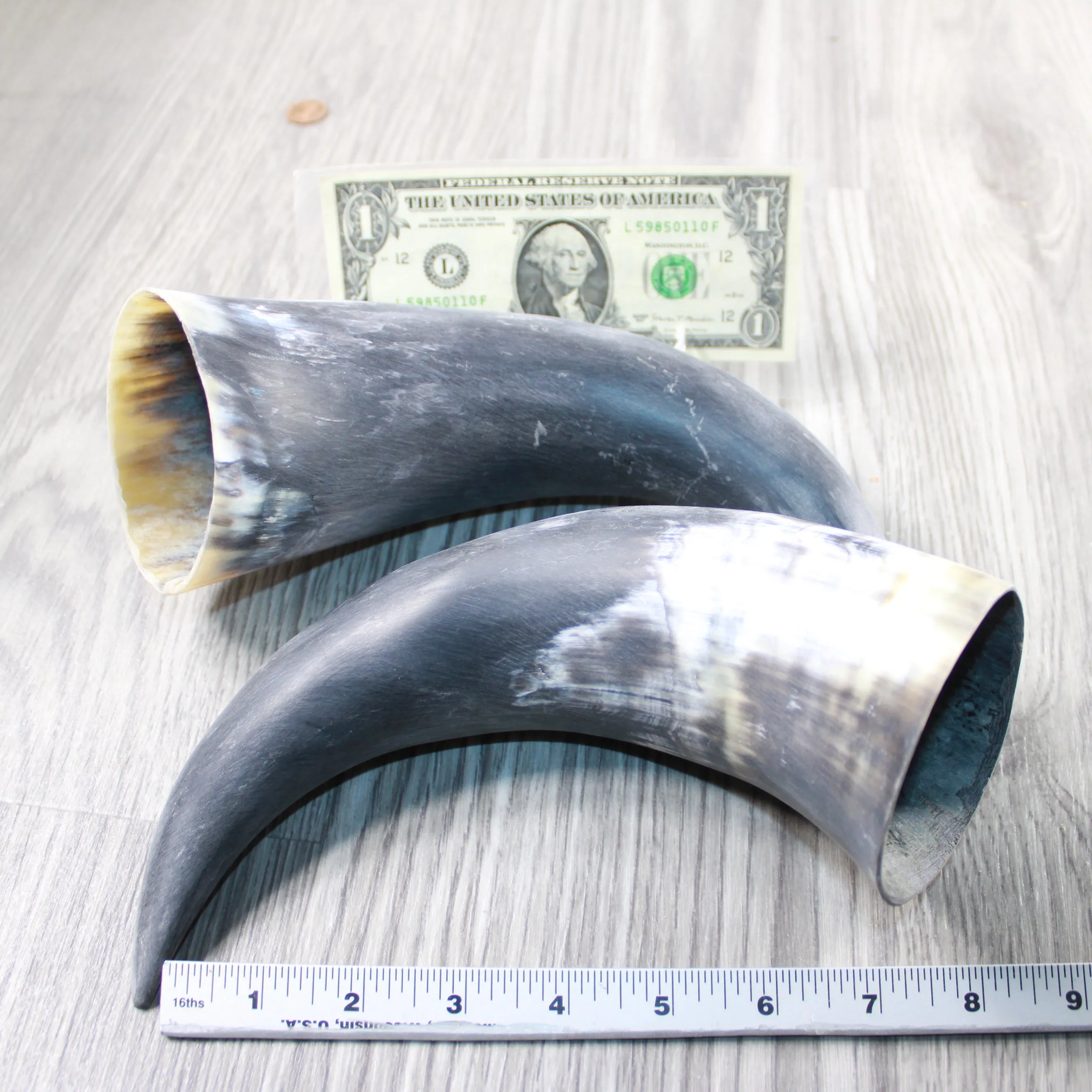 2 Raw Unfinished Cow Horns #054-1 Natural Colored