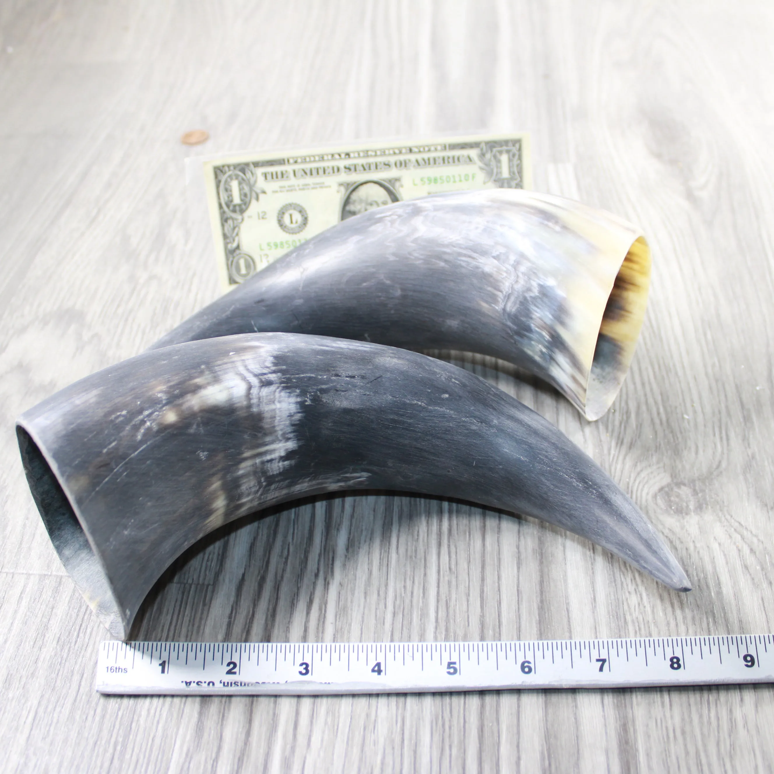 2 Raw Unfinished Cow Horns #054-1 Natural Colored