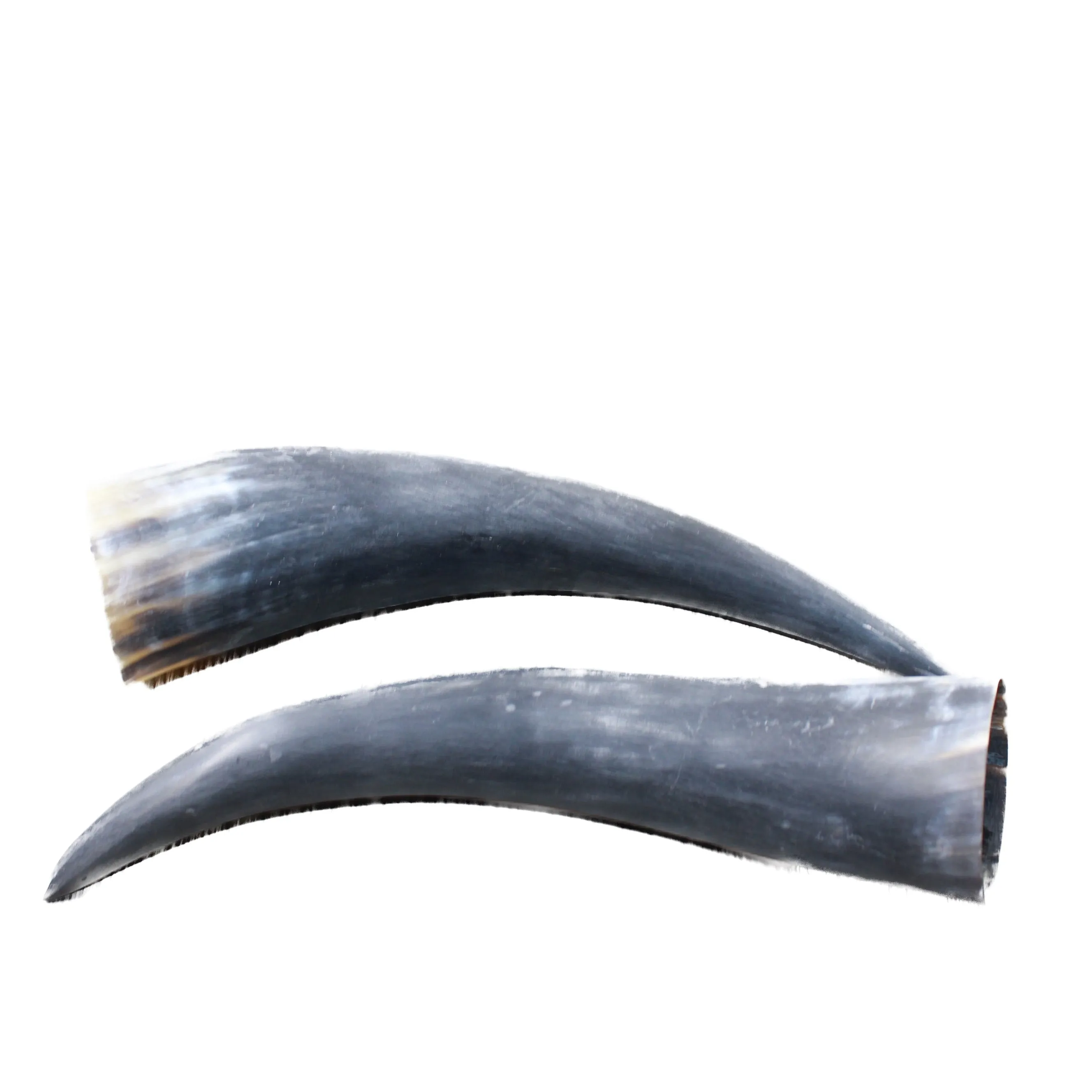 2 Raw Unfinished Cow Horns #404-2 Natural Colored
