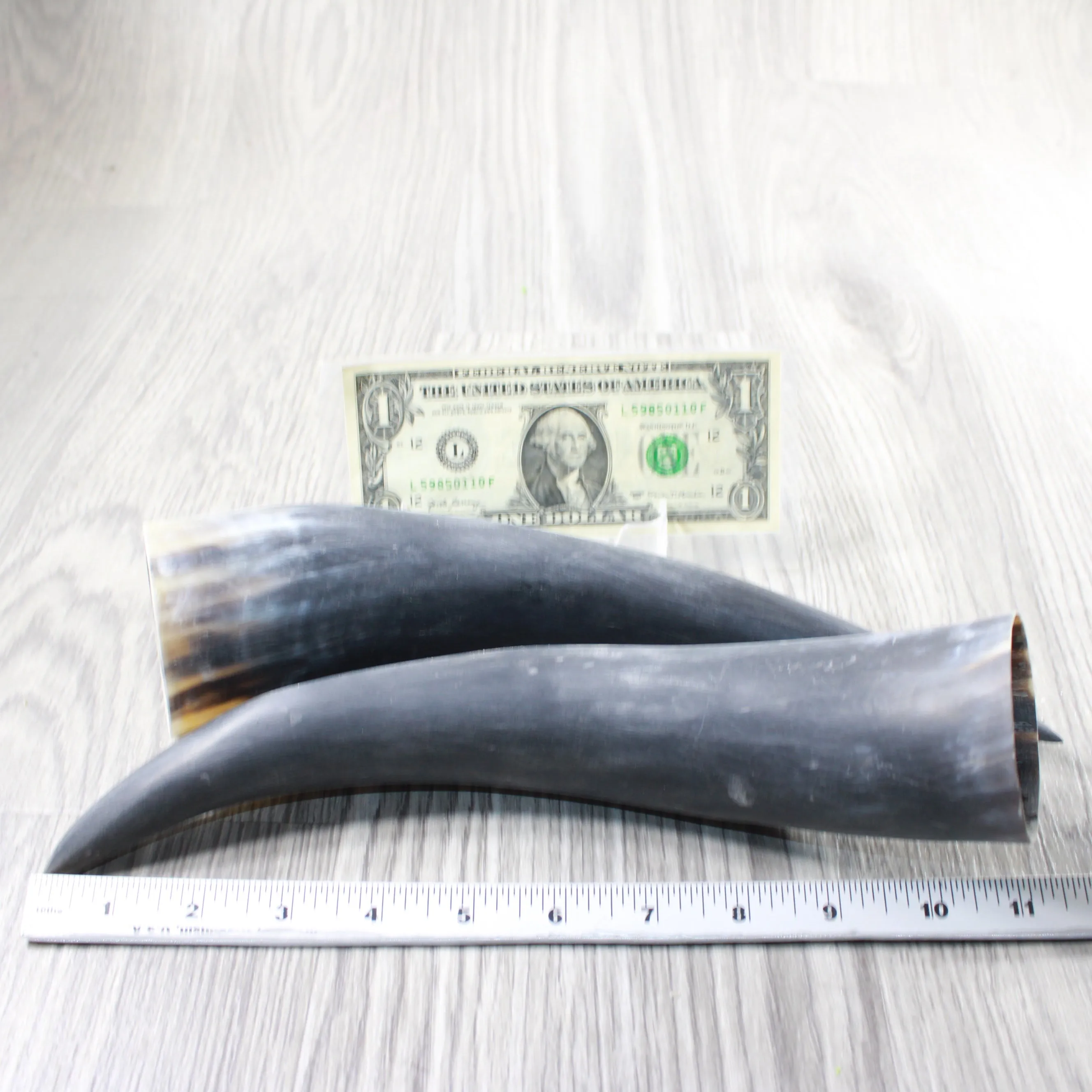 2 Raw Unfinished Cow Horns #404-2 Natural Colored
