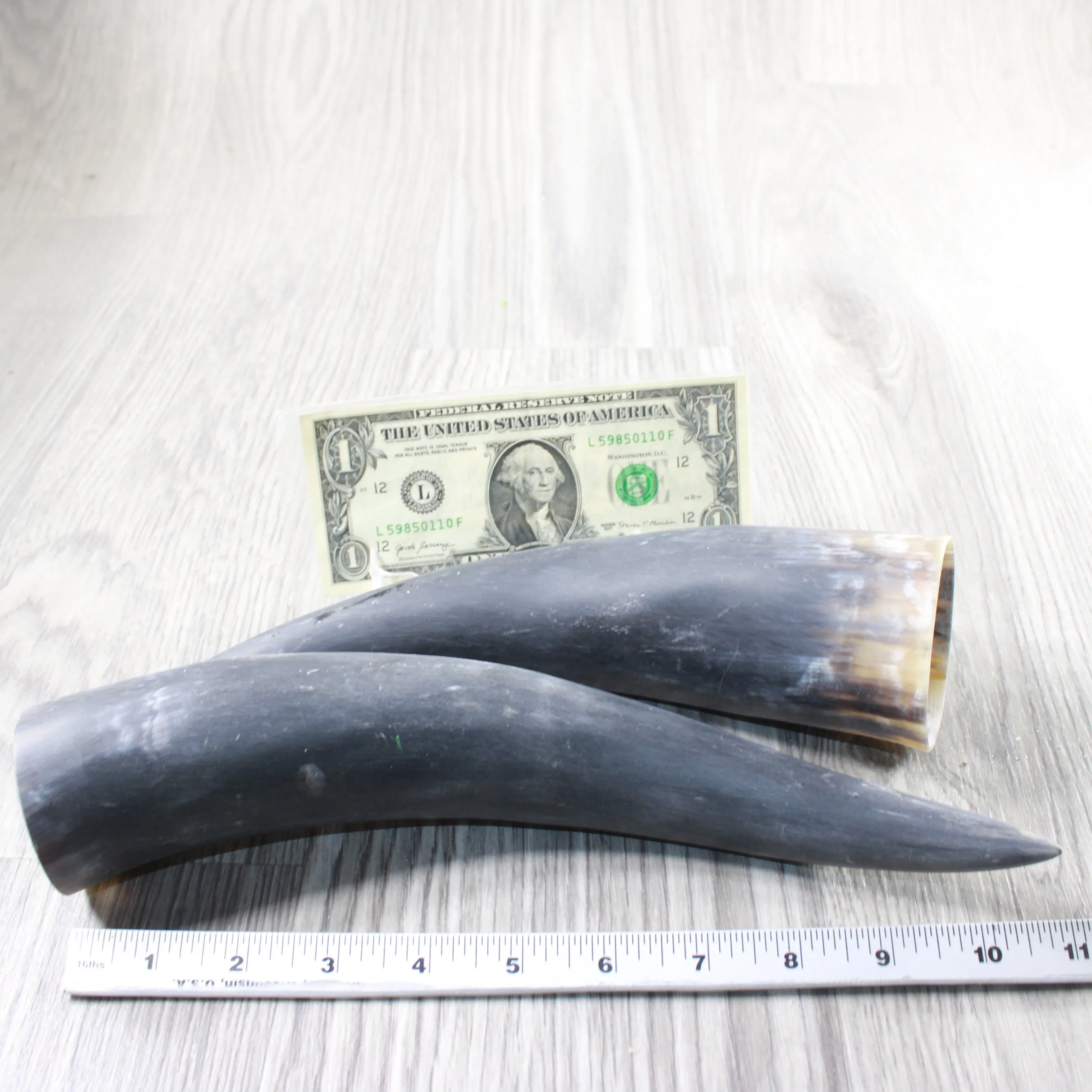 2 Raw Unfinished Cow Horns #404-2 Natural Colored