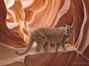 Cougar Canyon Original Painting